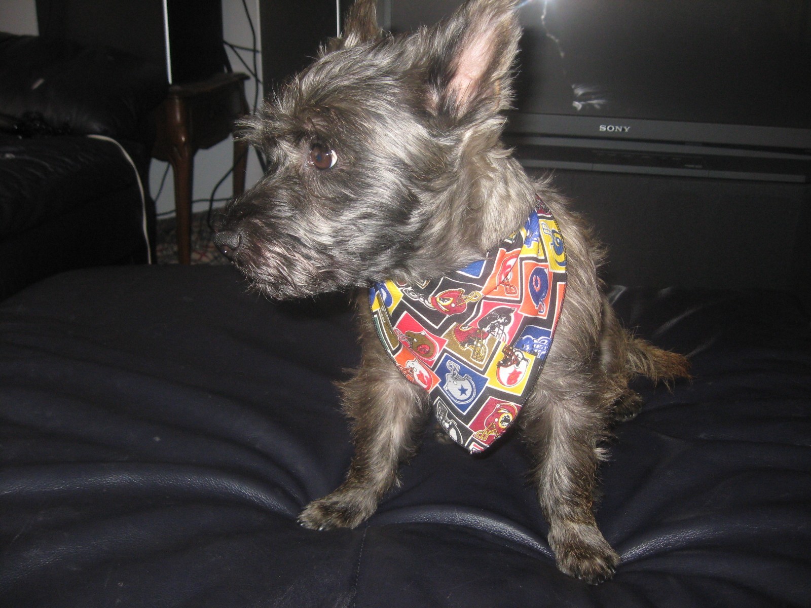 50 Dog Grooming BANDANAS EVERYDAY Finished PET SCARF TieOn BANDANNA XS S M L XL