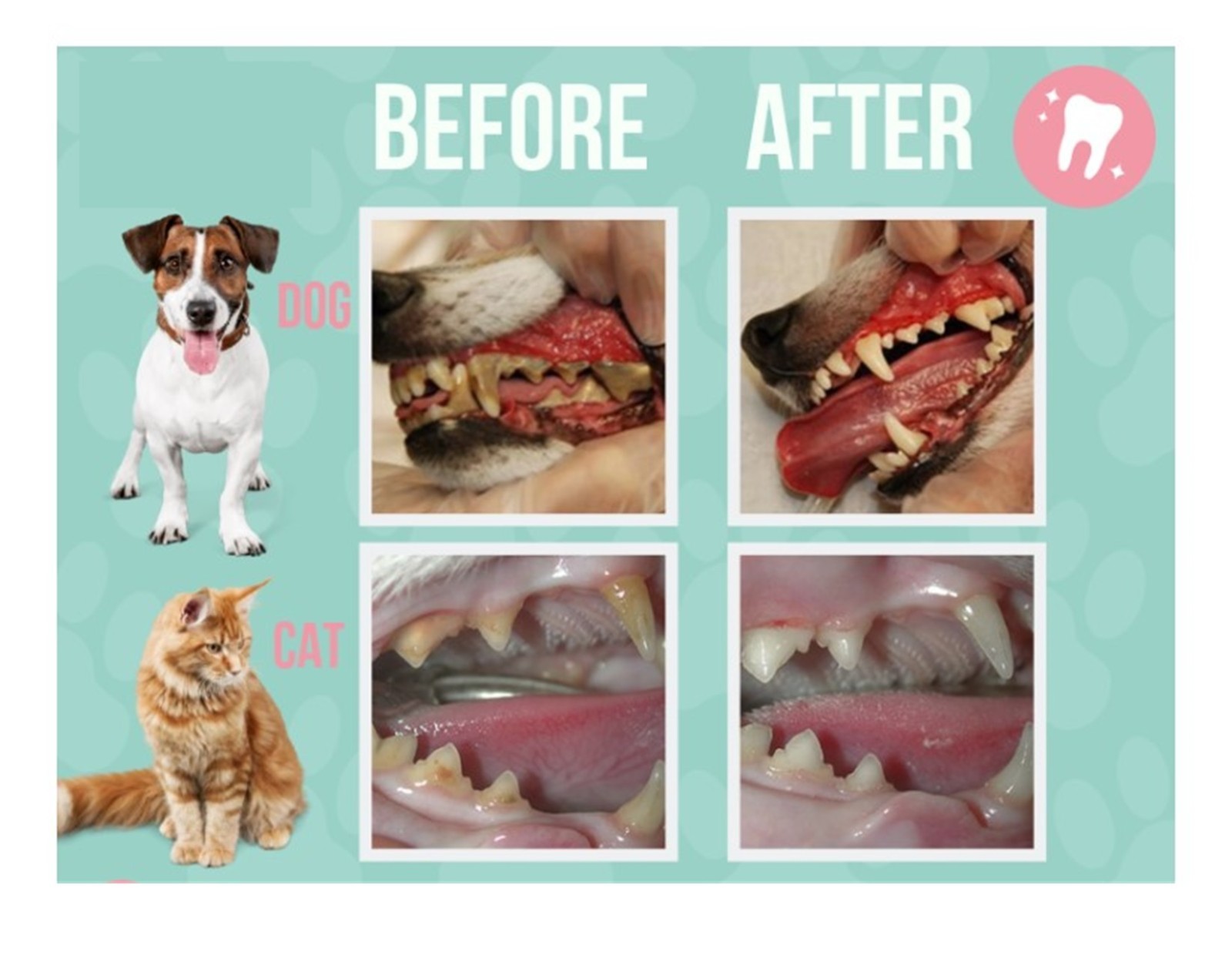 GINGIVITIS, CARIES, PLACAS, CALCULOS DENTAL EN PERROS Y GATOS