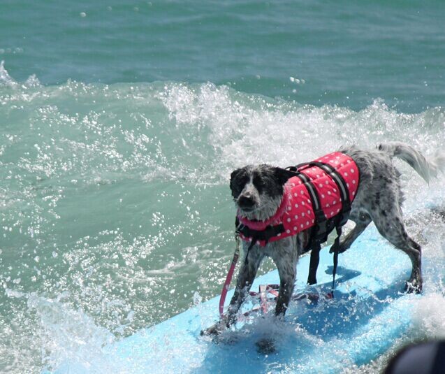 Pet Dog Life Jacket Safety Vest Pull Handle, Waterproof Flotation for Swimming