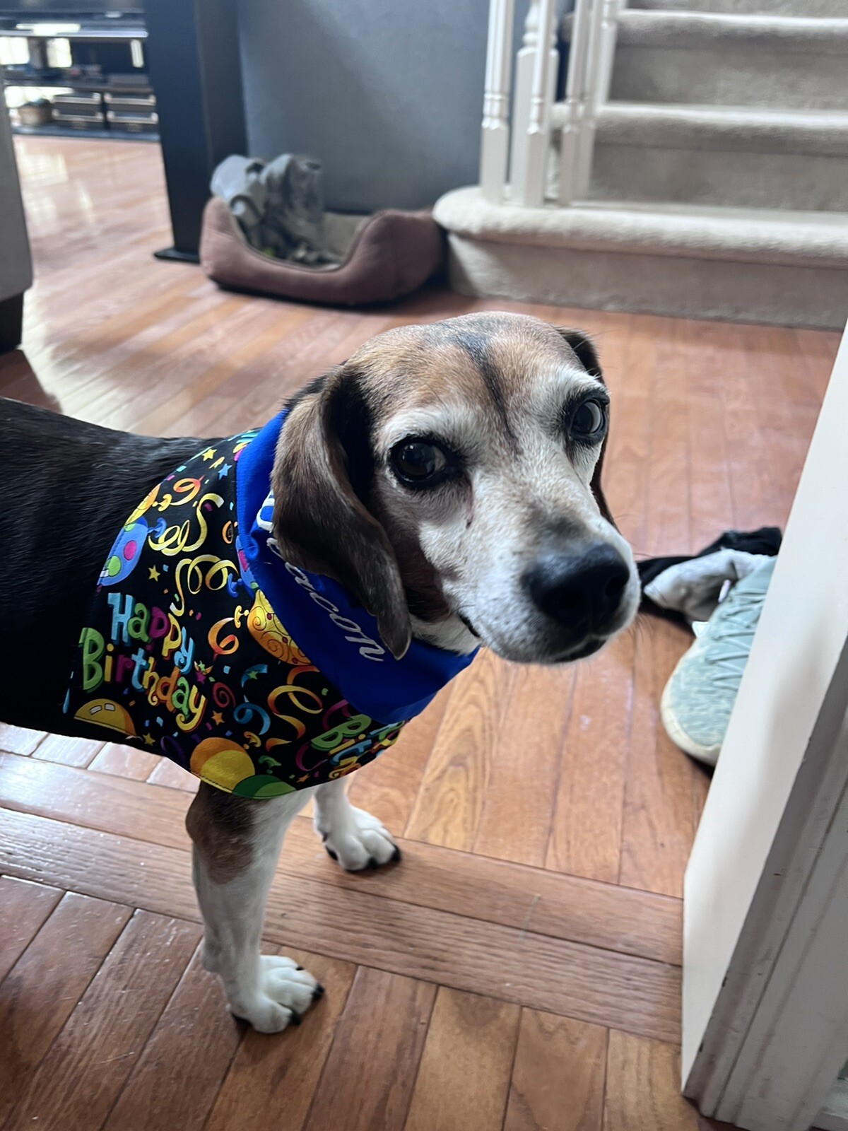 dog bandana over collar made to order, Happy Birthday, Monogram., Personalized