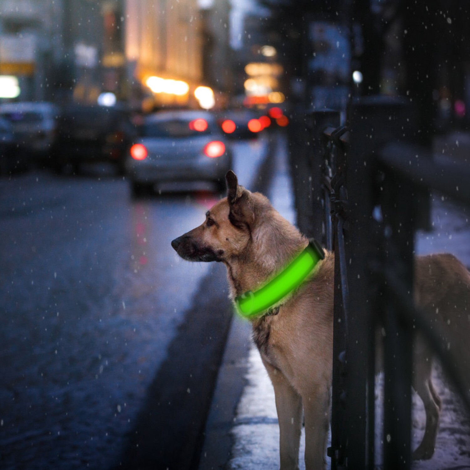 Rechargeable USB LED Pet Dog Glow Collar night safety adjustable flash light-up