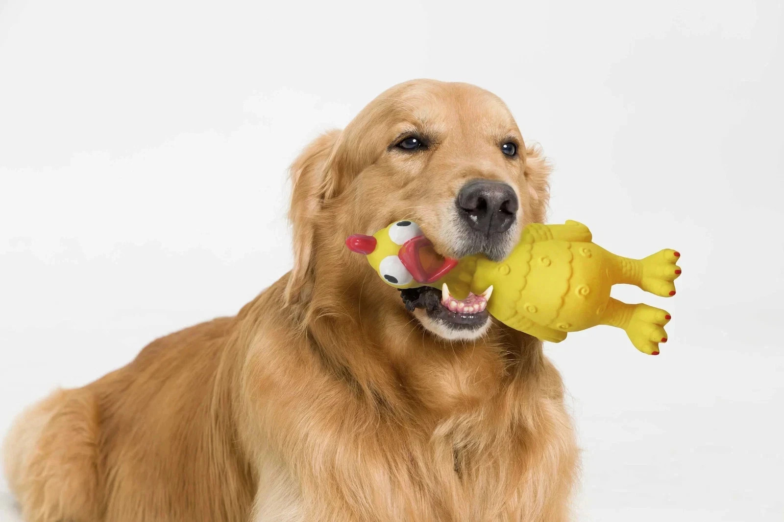 Vibrant Life Screaming Squeaky Chicken Dog Toy Chew Level 2 Medium Yellow Toy