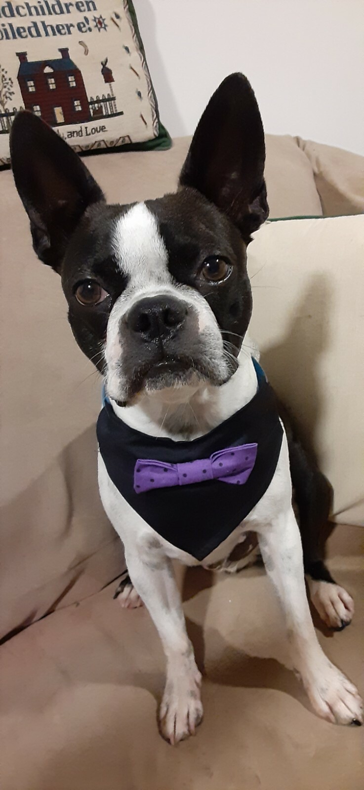 Dog Bandana/Scarf, Slide-on, Bow Tie, Halloween, Black, Purple, Small