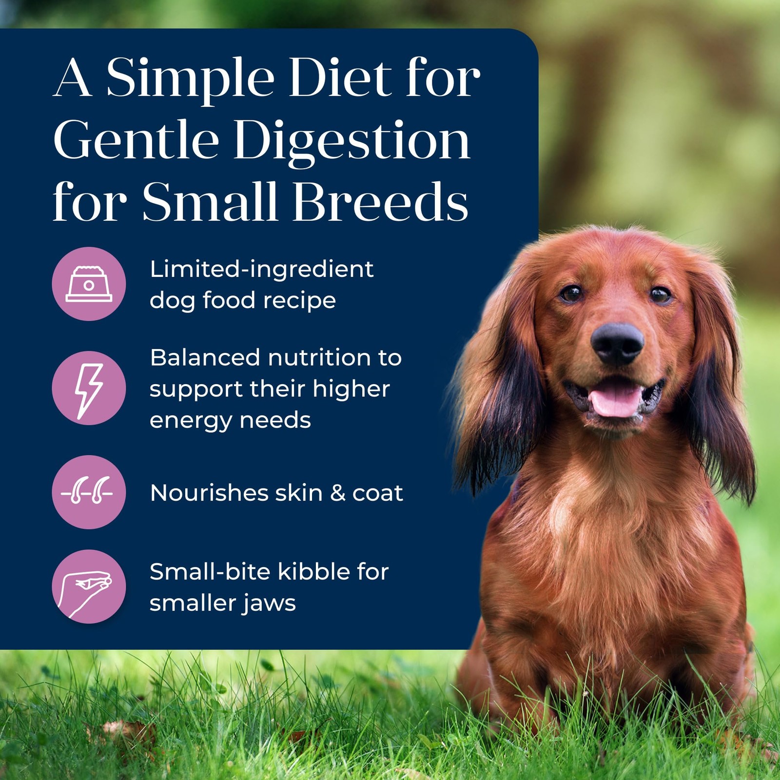 Blue Buffalo Basics Adult Small Breed Dry Dog Food for 4 Pound (Pack of 1)