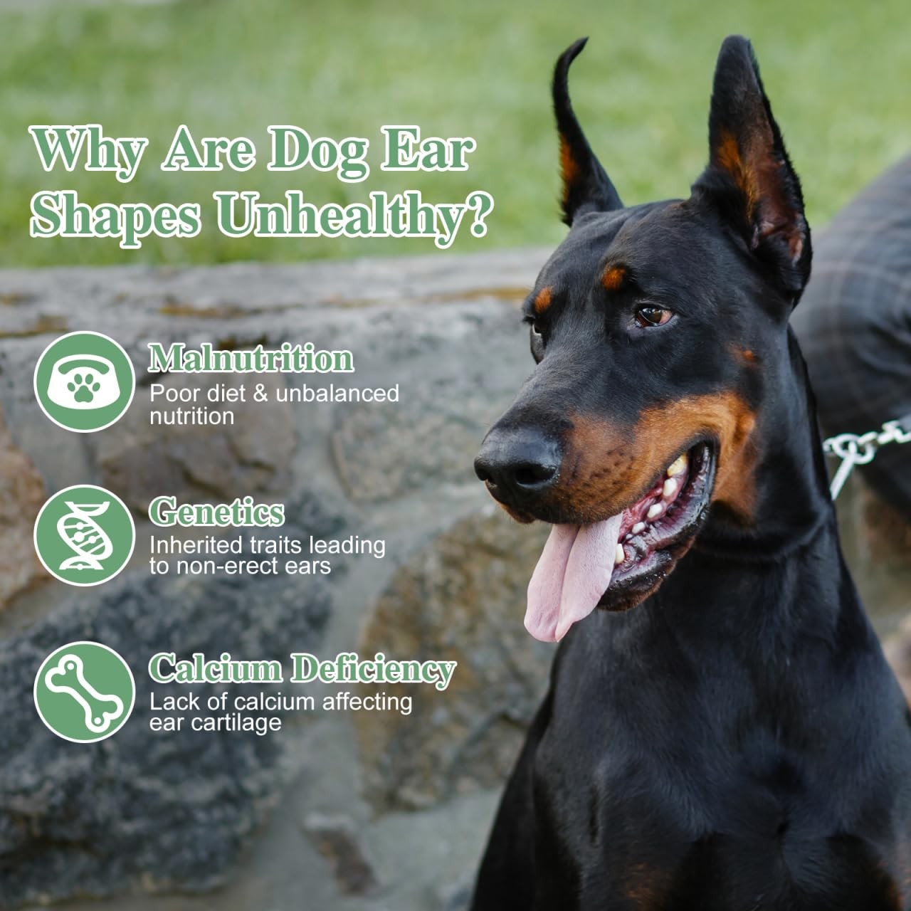 POPETPOP 2 Sets Dog Ear Posting Kit – Doberman 14.00X8.00X7.00CM, As Shown