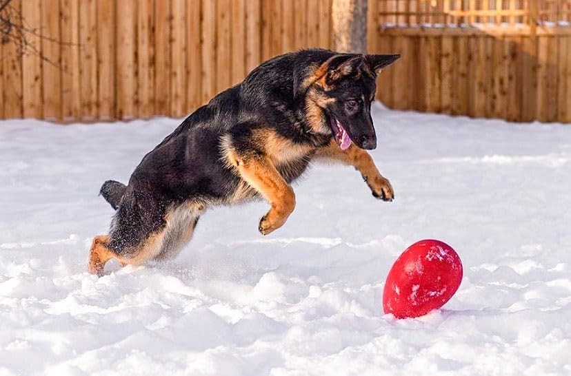 Jolly Pets Jolly Egg Dog Toy Medium 8 Inch Red Floats Fun for Dogs Up to 40 lbs