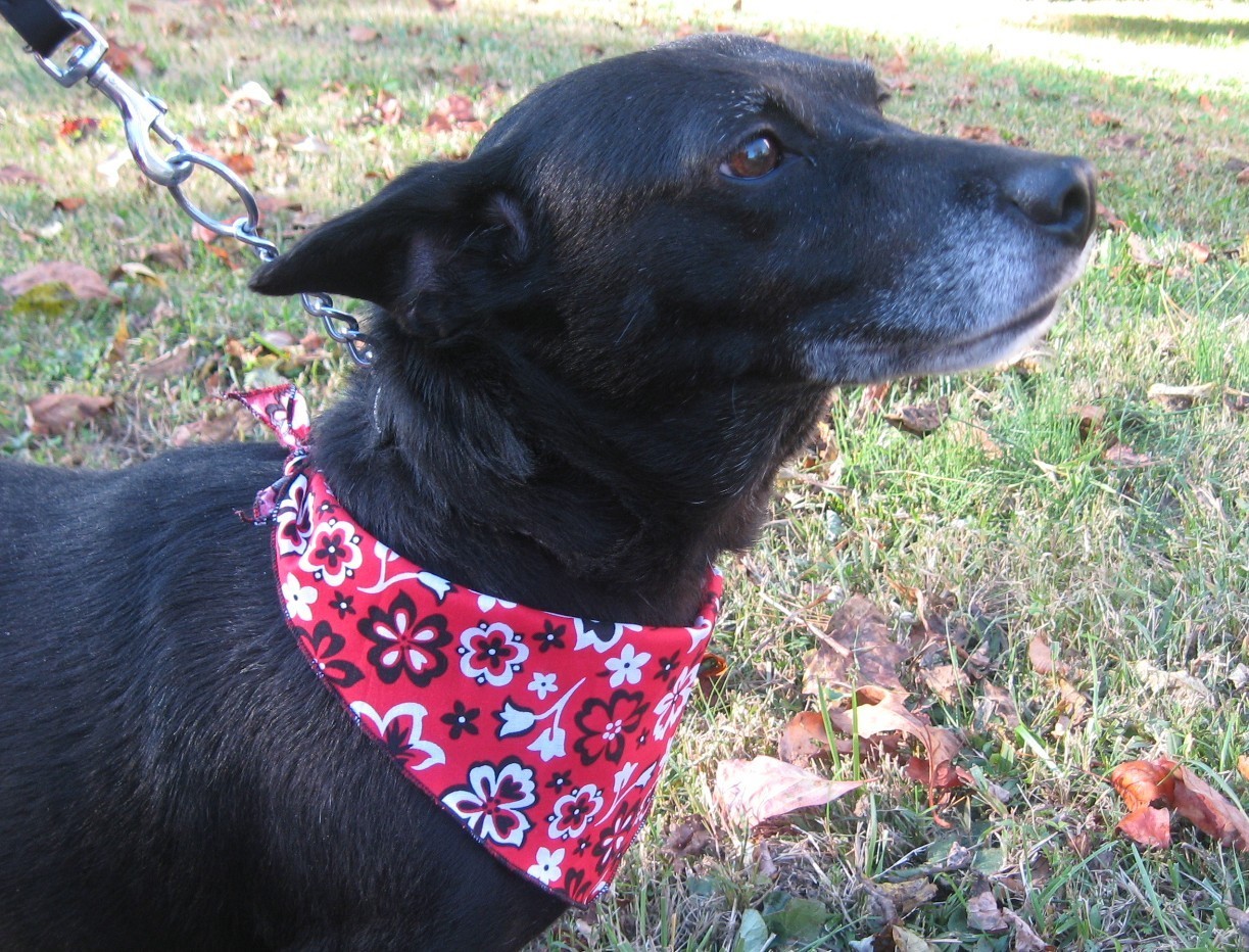 50 EASTER SPRING Dog Grooming BANDANA Holiday PET SCARF Tie On XS S M L XL
