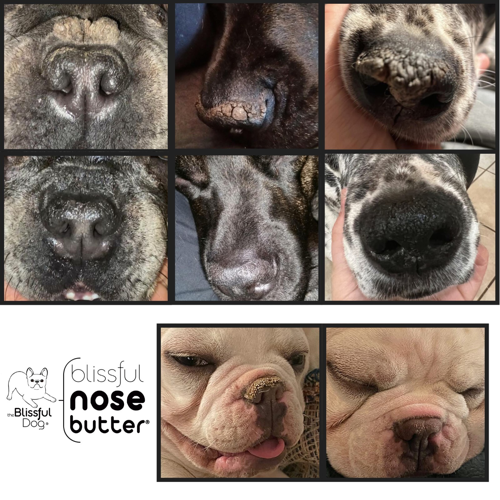 Shih Tzu Nose Butter | Herbal Balm Moisturizes Your Shih Tzu’s Rough Dry Nose