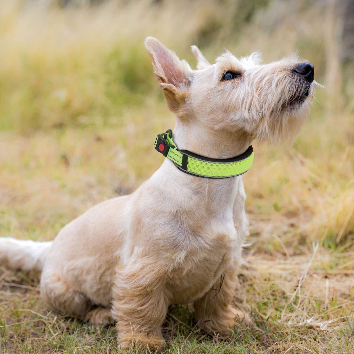 Dog Pet Adjustable Nylon Collar padded Reflective Small Medium Large With Buckle