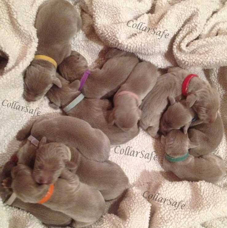 CollarSafe (12) 3/8″ Puppy ID Litter Bands Collars handmade w/ USA VELCRO® Brand