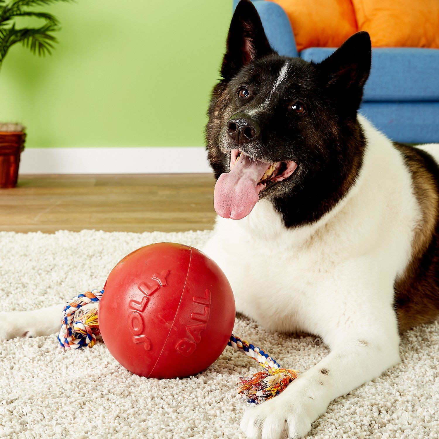 Jolly Pets Romp-n-Roll 8 inch Red Rubber Ball with Rope for Dogs