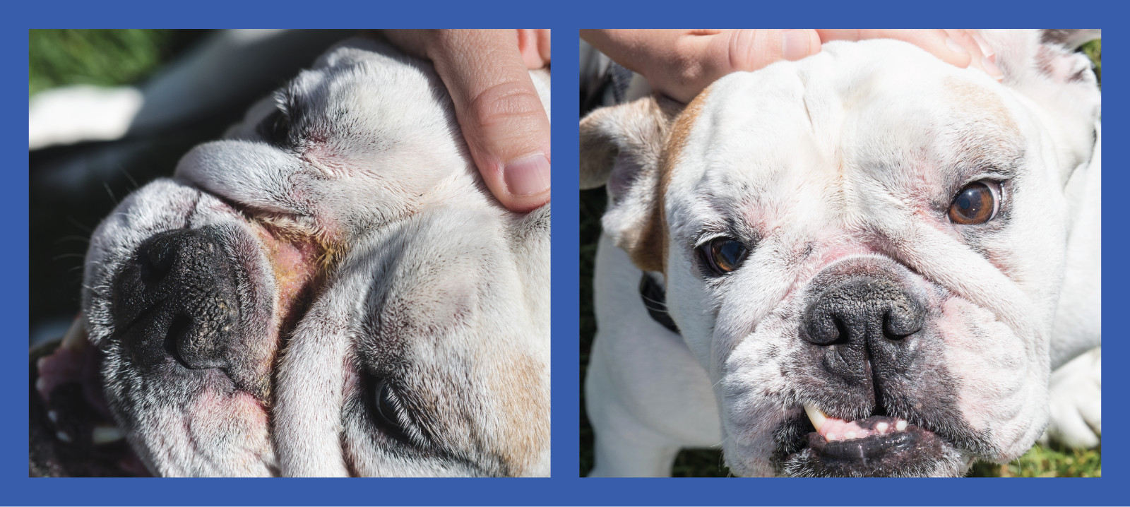 2 Pack of Squishface Wrinkle Paste for Dog Wrinkles, Tear Stains & Tail Pockets