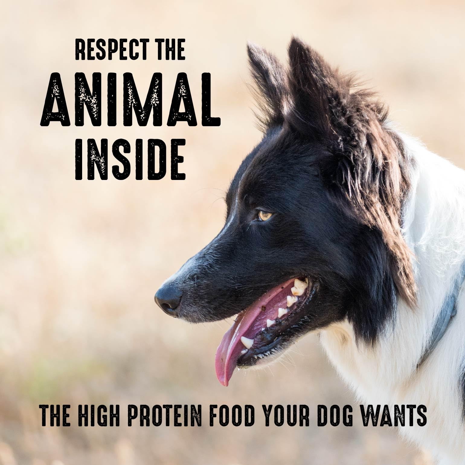 CRAVE Grain Free High Protein Adult Dry Dog Food, 4 Pound (Pack of 1)
