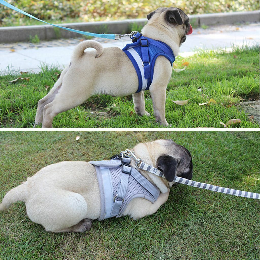 Dog Harness Chihuahua Pug Pet Control Mesh Walk Collar Vest Harnes and Leash Set
