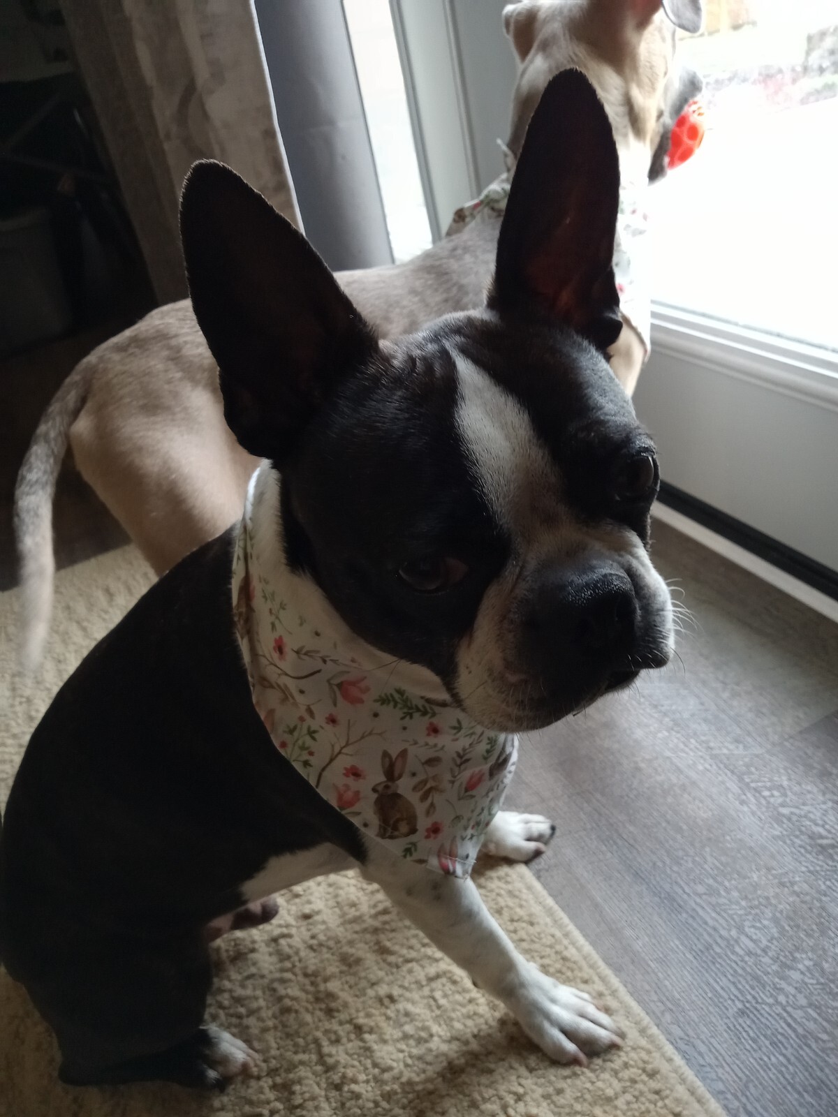 Dog Bandana/Scarf, Tie On, Easter, Rabbits, Spring, XS, S, M, L, XL