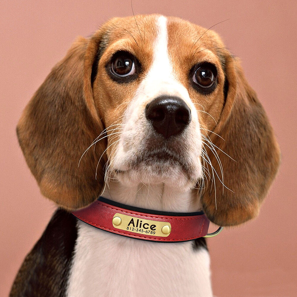 PERSONALIZED Soft Leather Dog Collar Custom Puppy Cat Name Free Engraved XS-XL