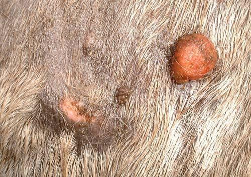 Veterinarian Grade Sarcoid Herbal Paste for The Removal of Sarcoidosis & Growths