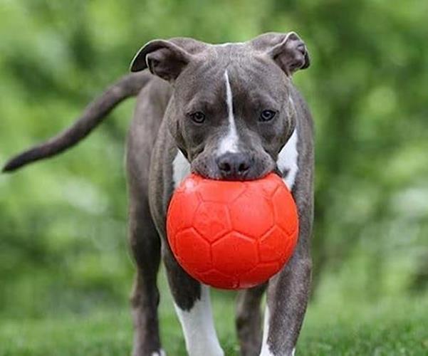 Jolly Pets Large Soccer Ball Floating-Bouncing Dog Toy, 8 inch Diameter,