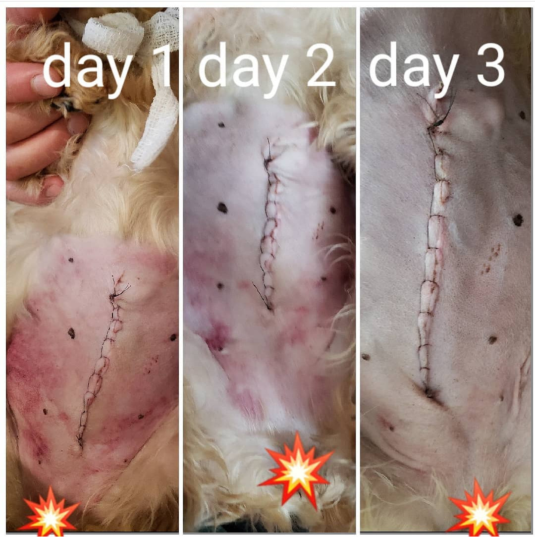 Dog Skin Care Products Hot spot & Dry Itchy Skin Relief Organic & All Natural