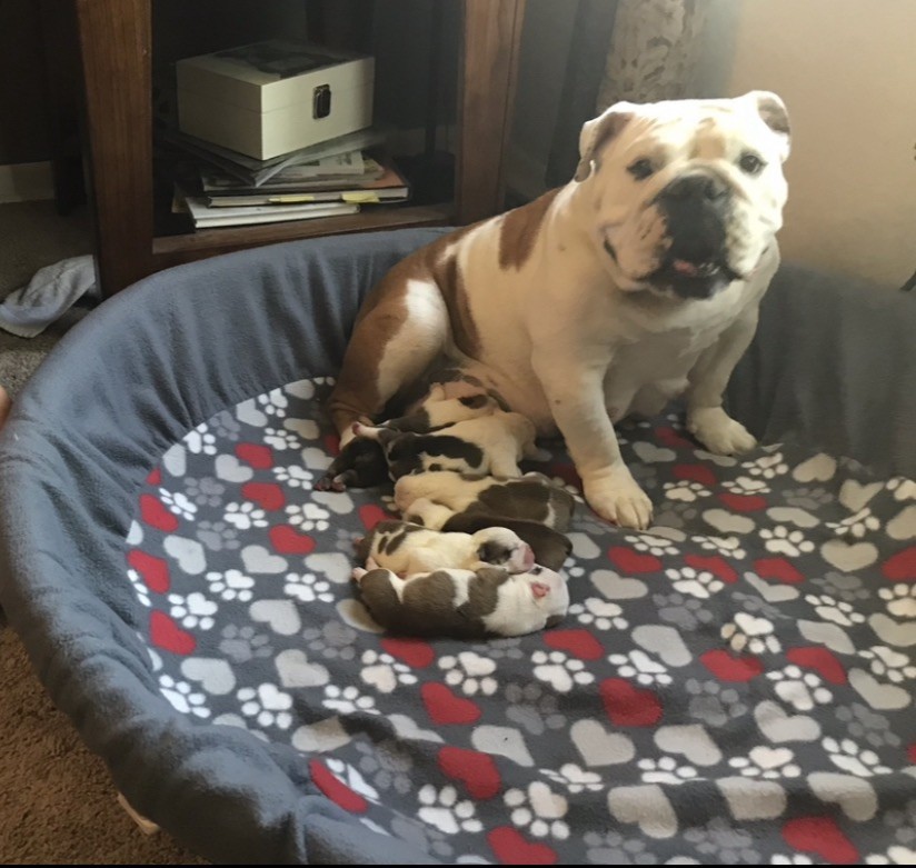 MEDIUM Size Whelping Pool Cover/Liner for Raising Puppies