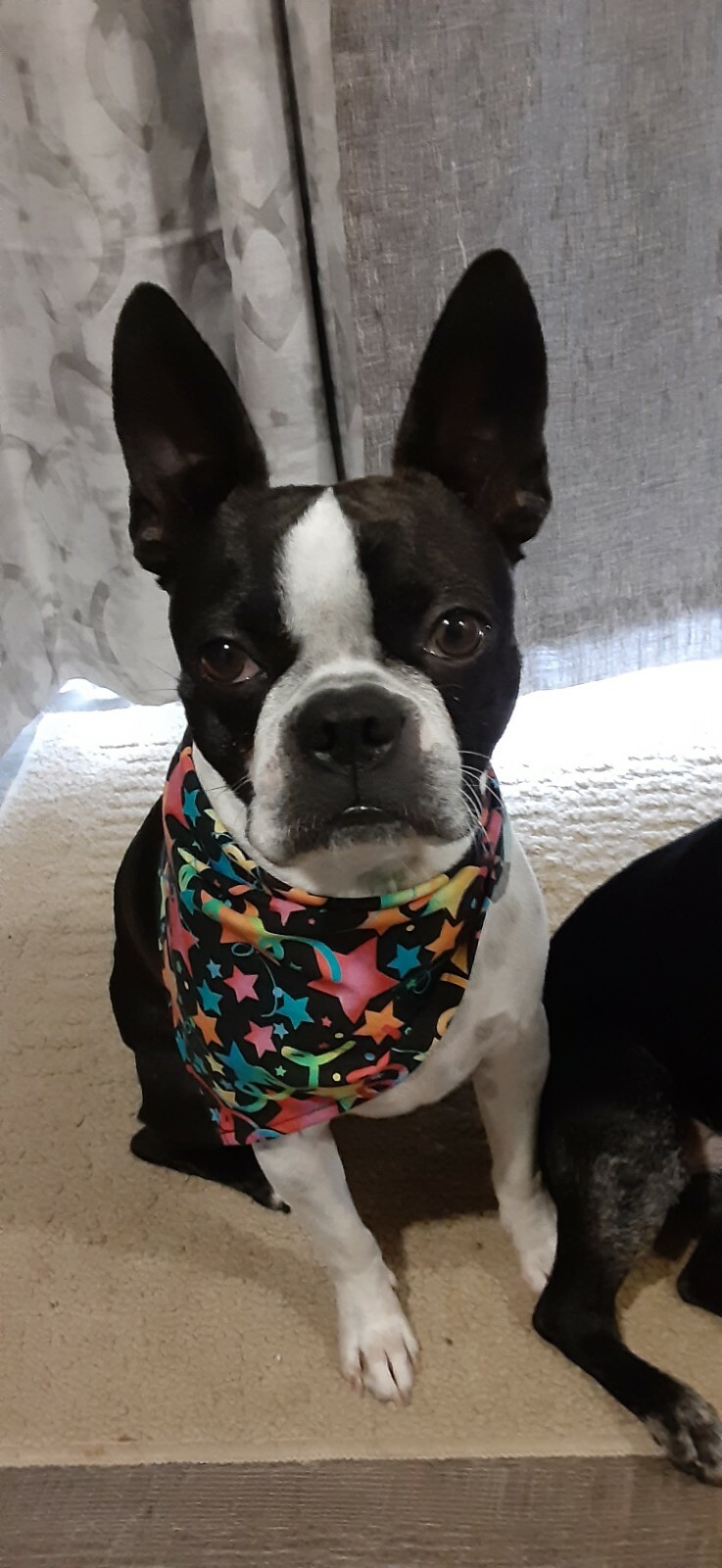 Dog Bandana/Scarf Tie On, New Year’s Day, Celebration, Stars, xS, S, M, L