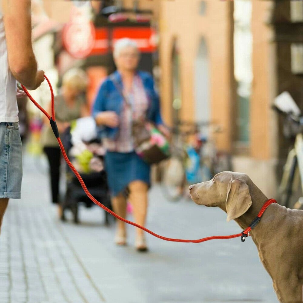4ft Dog Nylon Adjustable Loop Slip Rope Leash Lead Training Choke Pet Collar USA