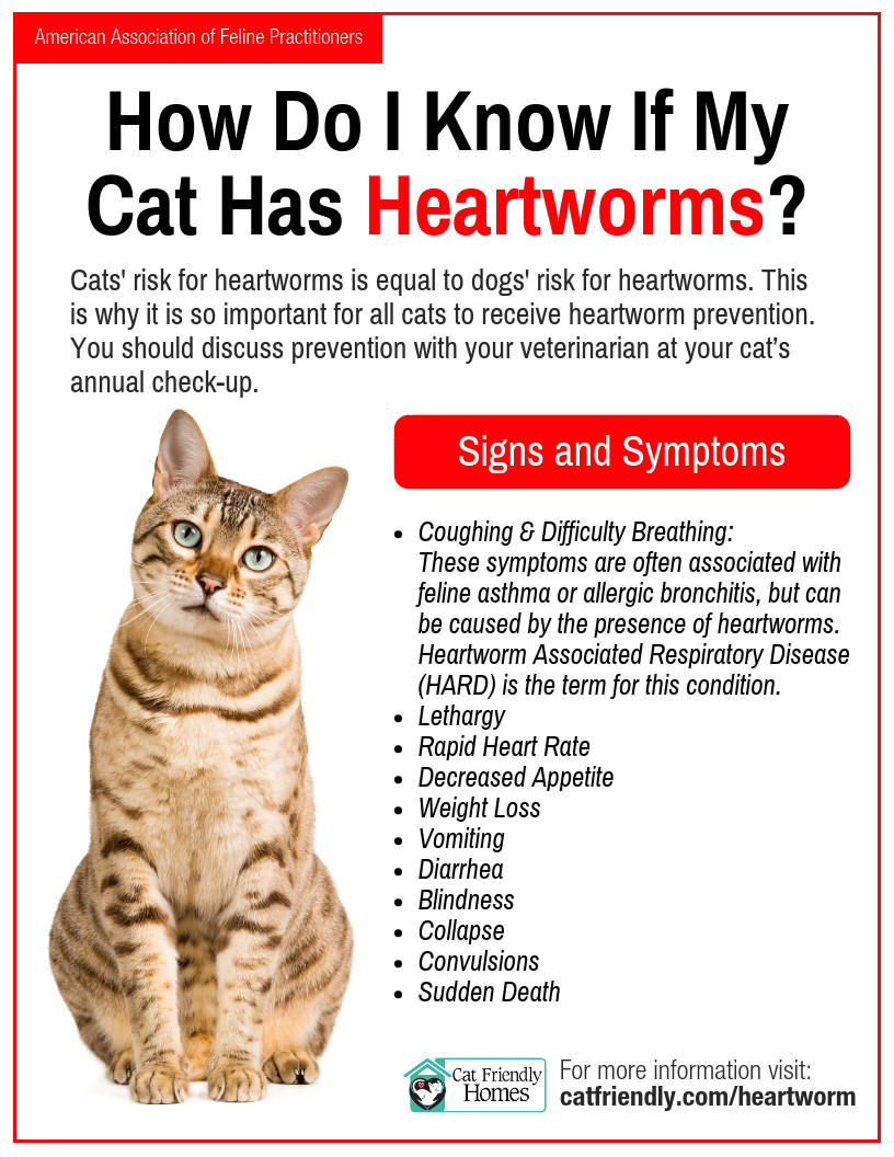 EL GUSANO DEL CORAZON DE LOS PERROS Y GATOS – FILARIOSIS – TRATAR Y PREVENIR