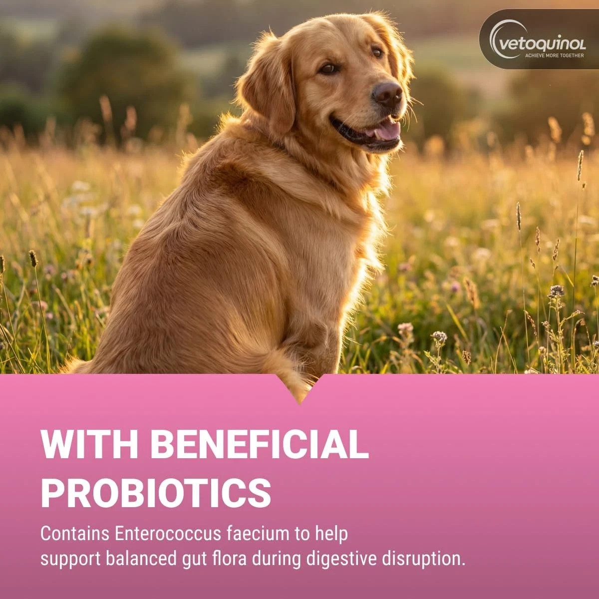 Pro-Pectalin Anti-Diarrheal Tablets for Dogs and Cats (250 Tablets)