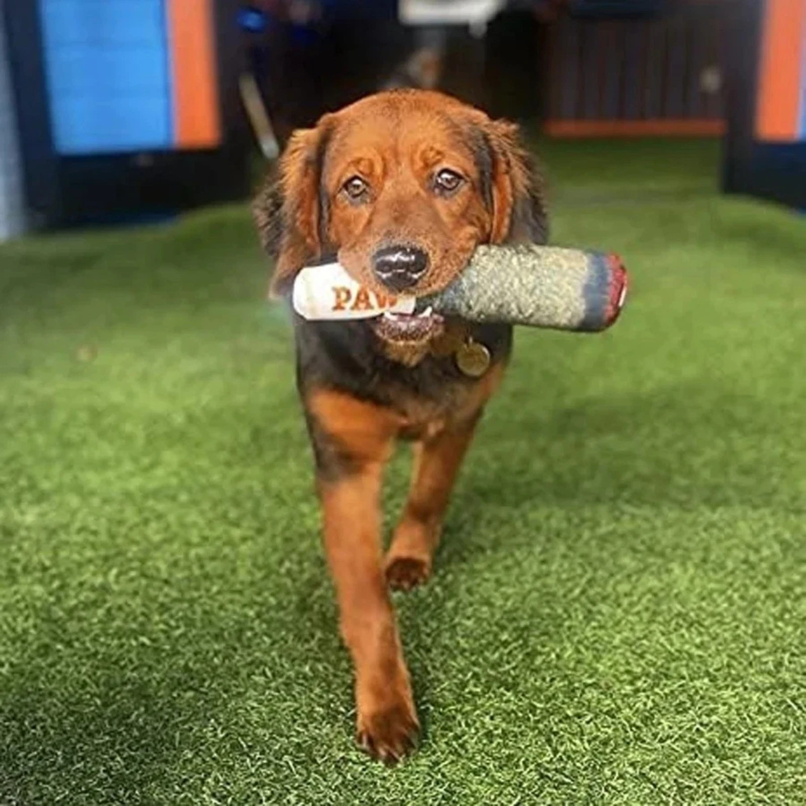 Dog Chew Toys for Aggressive Chewers,Indestructible Tough Durable Squeaky DogToy