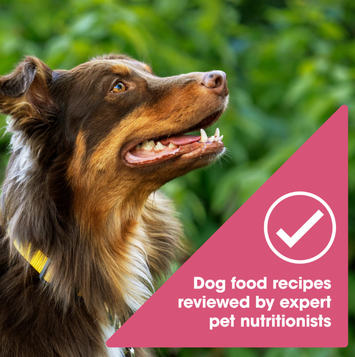 Nature’s Recipe Grain Free Salmon, Sweet Potato & Pumpkin Dry Dog Food, 24 lb Ba