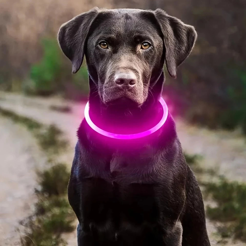 RECHARGEABLE LED Light-up Flash GLOW COLLAR Dog Pet Safety MICRO USB adjustable