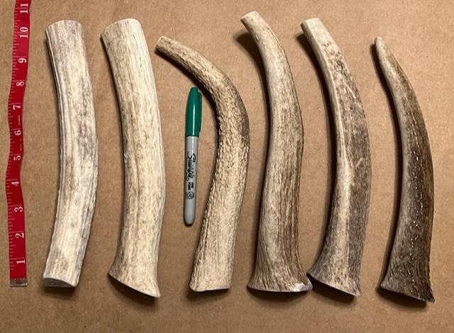 JUMBO Elk Antlers 10″ – 12″ Long FRESH Dog Long Lasting Chews USA Fresh 1 WHOLE