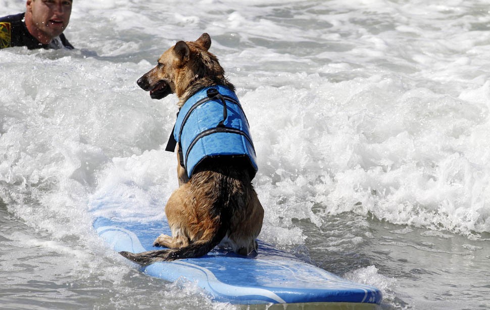 Pet Dog Life Jacket Safety Vest Pull Handle, Waterproof Flotation for Swimming