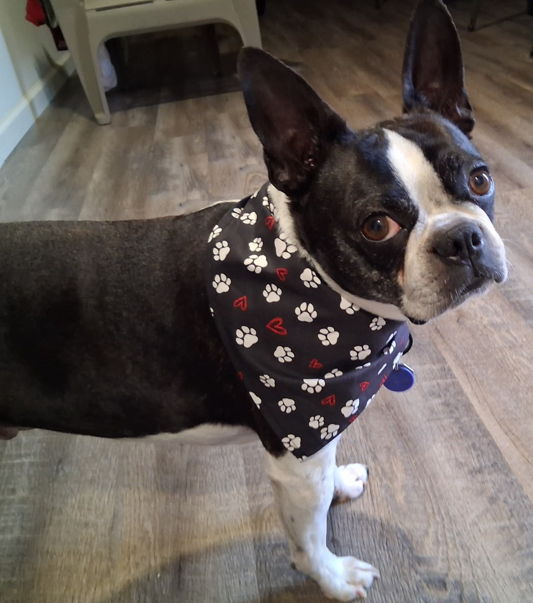 Dog Bandana/Scarf, Tie On, Black, White Paw Prints, Red Hearts, XS, S, M, L
