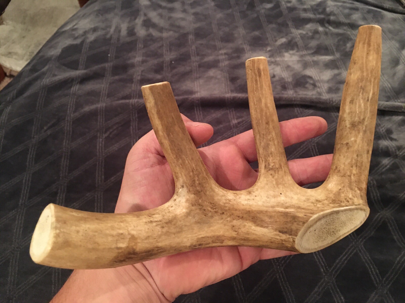 Huge COLOSSAL JUMBO CHEWS Whole Deer Antler Dog Chew SALE #1 GRADE Massive XXXL