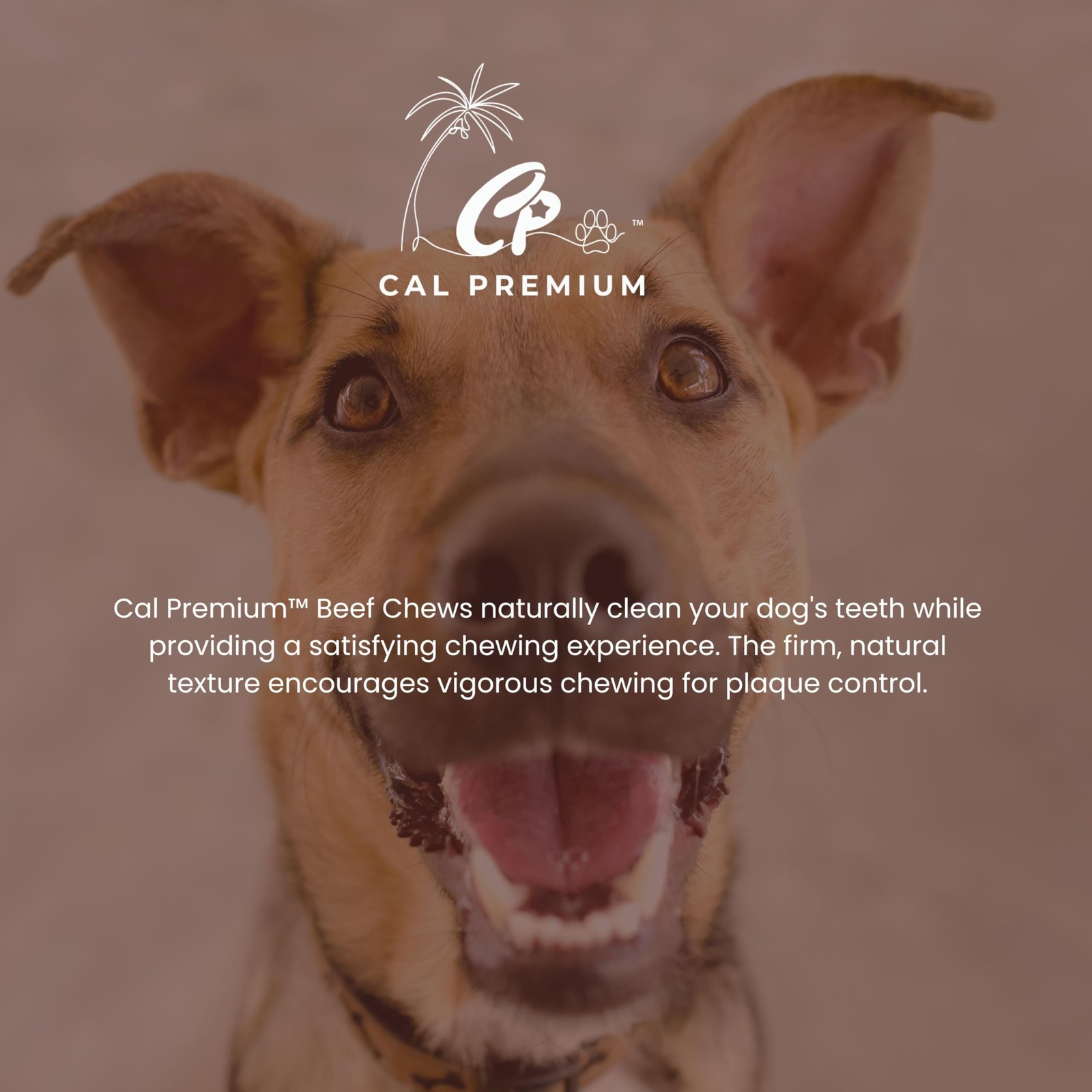 Cal Premium Natural Bully Sticks for Dogs, 9-11 inches, 1 Ounce (Pack of 4)