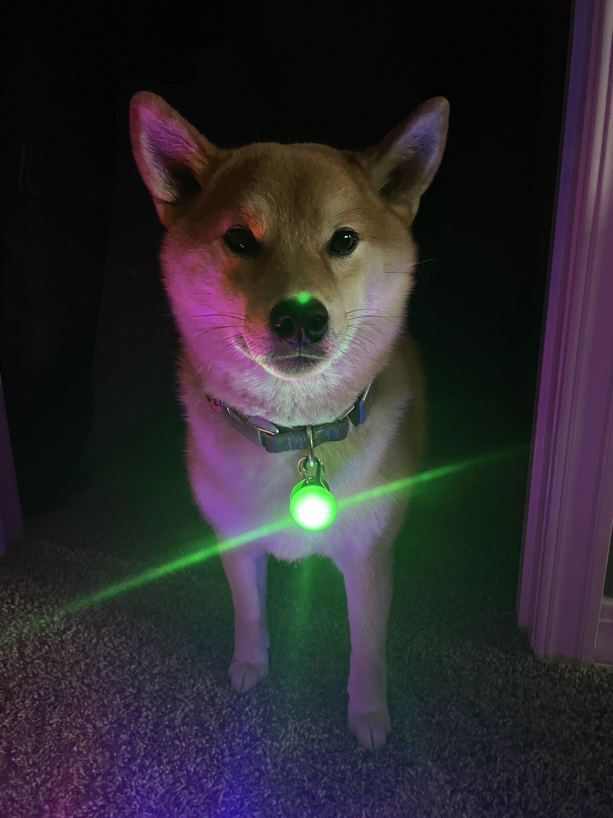 Rechargeable Lights LED Dog Collar Clip on Light USA Vet Owned