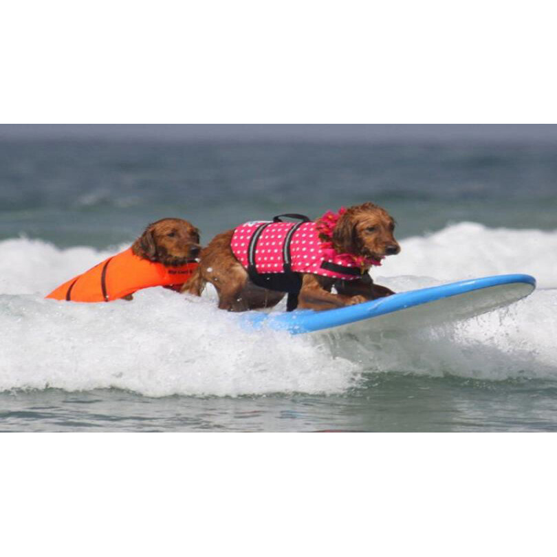 Pet Swimming Water Safety Vest Dog Life Jacket Swimsuit Lifesaver w/ PULL Handle