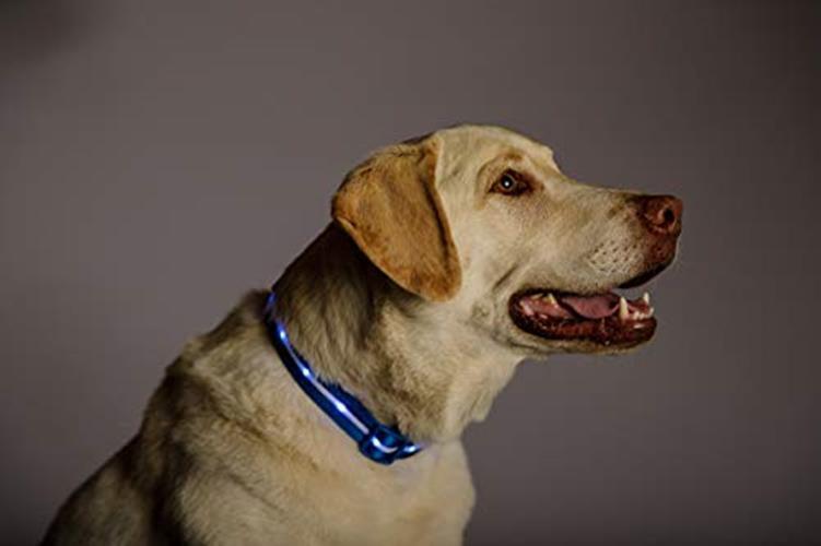 BLAZIN Brightest Light Up Dog Collars – The Original Assorted Sizes , Colors