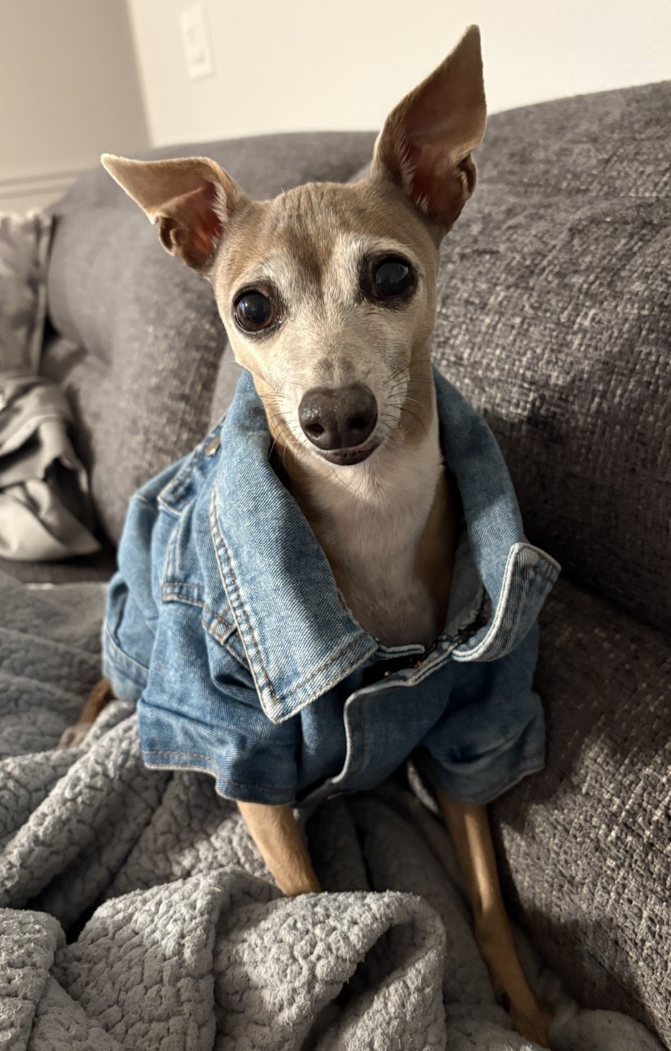 Woolrich Denim Coat Dogs Medium Blue Jean Light Wash Snap Collared Short Sleeve