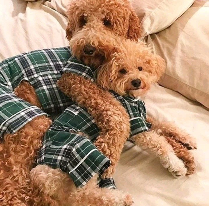 Fab Dog Flannel Dog Pajamas, Green Plaid, Cotton, Size 16 or 20, FREE SHIPPING