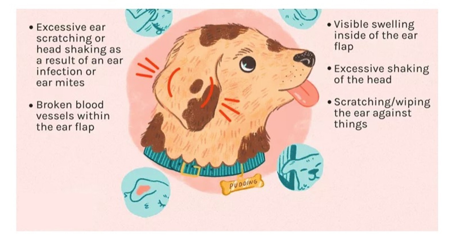 EAR INFECTION PETS – Dogs and Cats – OTITIS – kill bacteria yeast – 1 FREE SOAP