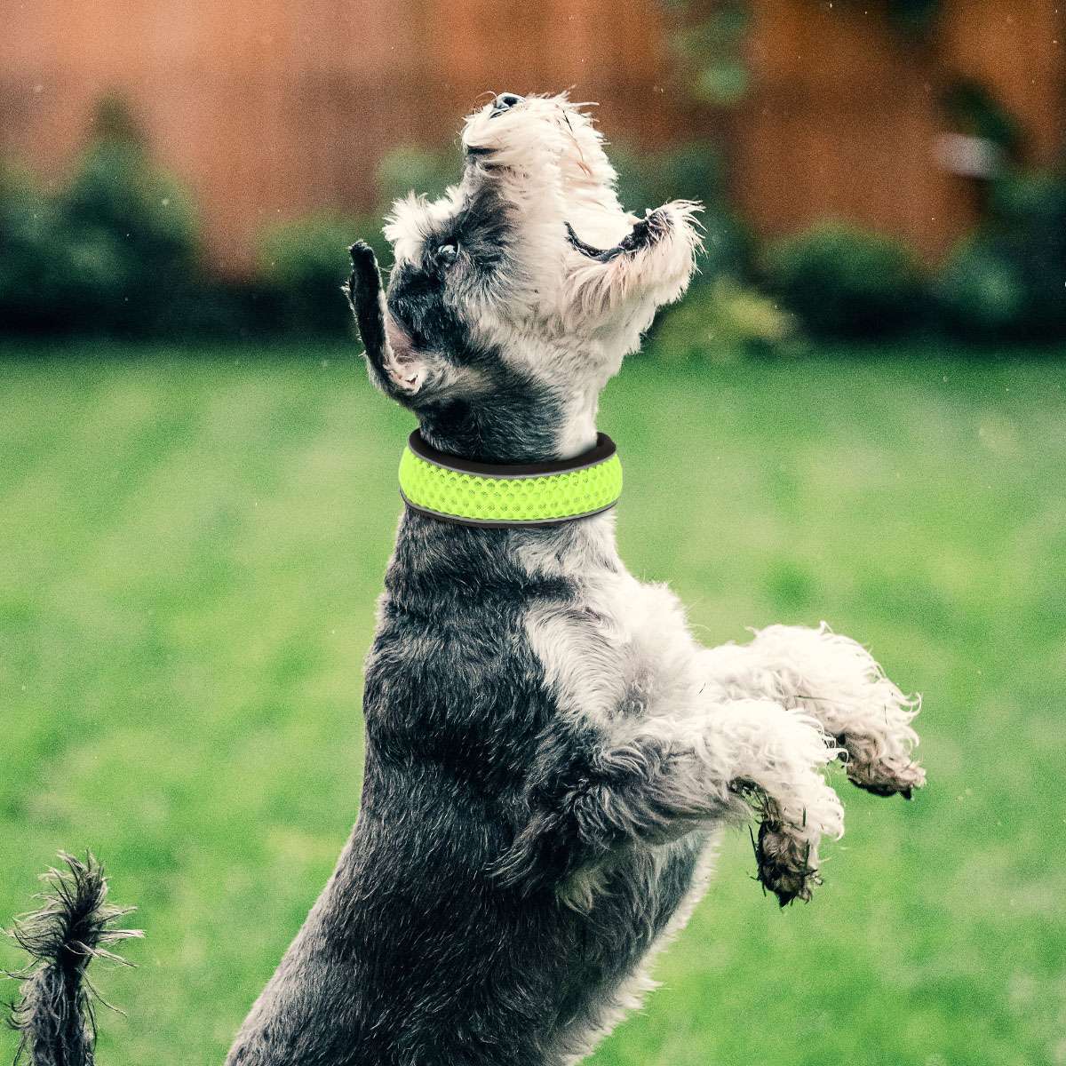 Dog Pet Adjustable Nylon Collar padded Reflective Small Medium Large With Buckle