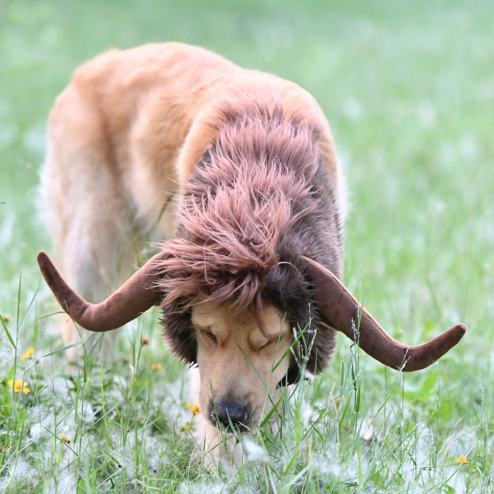Lion Mane for Dogs, Funny Halloween Costume Apparel for Dogs, Snoods for Dogs