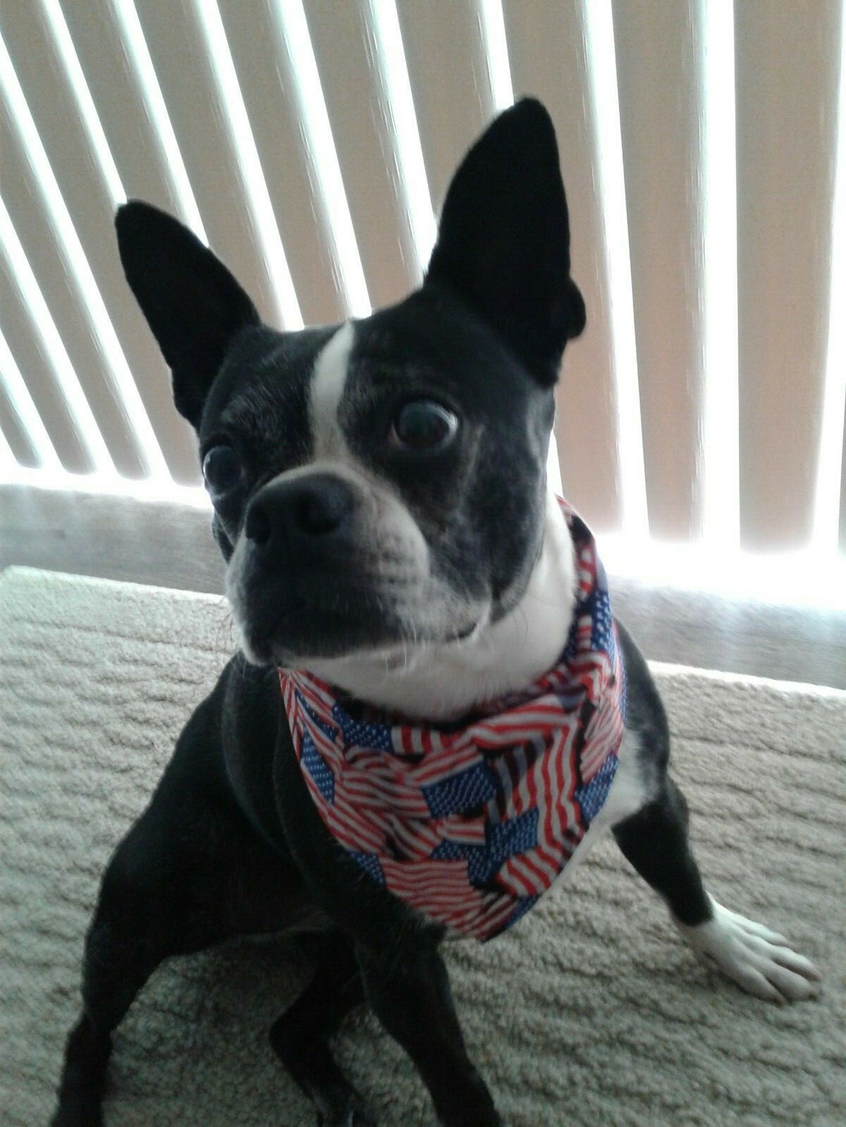 Buster Brown, Patriotic, Dog Bandana, U.S. Flags, xS, S, M, L, xL
