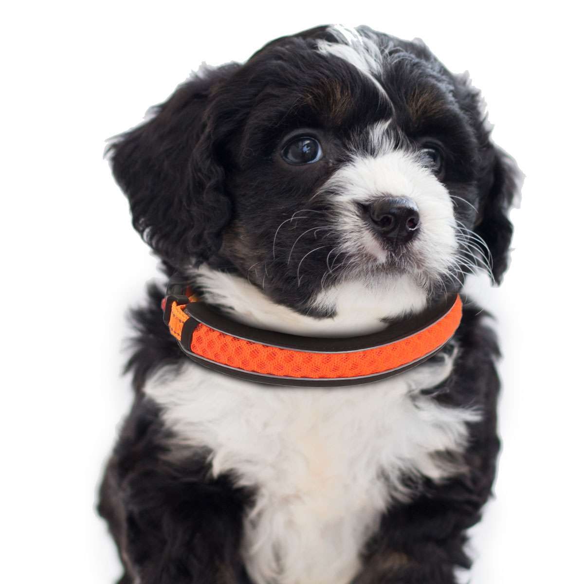 Dog Pet Adjustable Nylon Collar padded Reflective Small Medium Large With Buckle