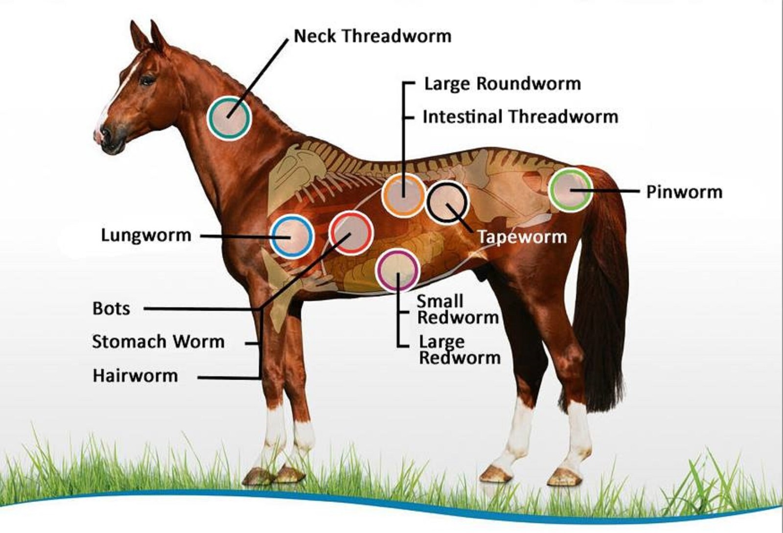 HORSES & PEOPLE Dewormer Tapeworm roundworms hookworm MADE IN USA