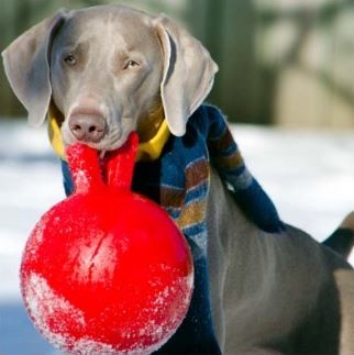 Jolly Pets Tug-N-Toss 8 inch Red Rubber Ball with Handle Chew Toy for Dogs