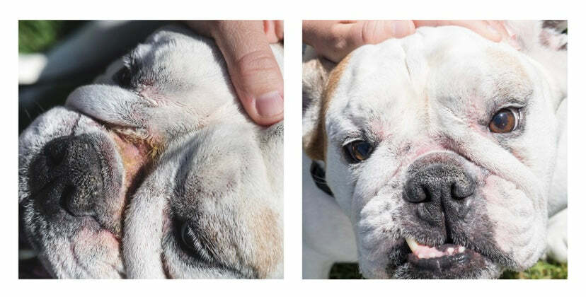 Squishface Wrinkle Wipes + Wrinkle Paste Bundle – Cleans & Protects Dog Wrinkles