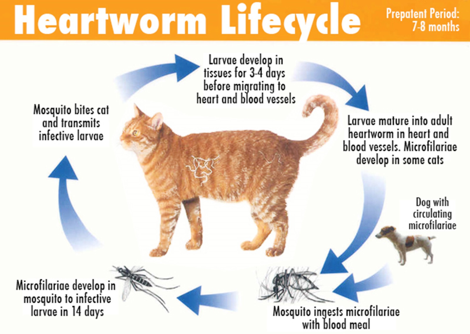 Natural Dewormer for Dog & Cats – Natural herbal to kill, removed & flush – USA